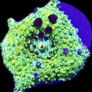 WYSIWYG A27 Ultra Discosoma Mushroom