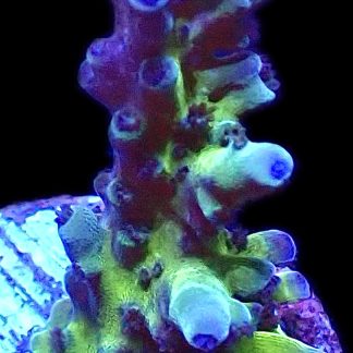 WYSIWYG 19B Electric Miyagi Tort Acropora
