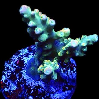 WYSIWYG 24H Rainbow Staghorn Acropora