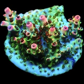 WYSIWYG 19F Bill Murray Acropora Frag