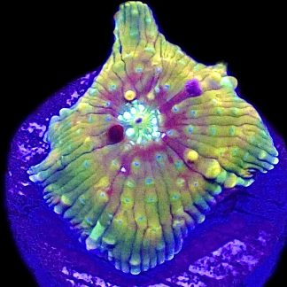 WYSIWYG A45 Ultra Discosoma Mushroom