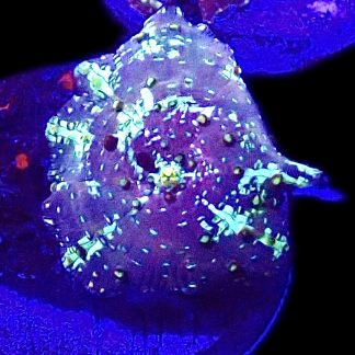 WYSIWYG A46 Ultra Discosoma Mushroom