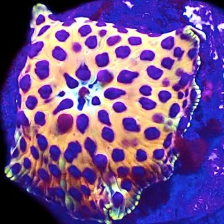 WYSIWYG A47  Discosoma Mushroom