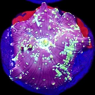 WYSIWYG A35 Ultra Discosoma Mushroom