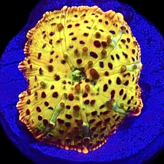 WYSIWYG A40 Ultra Discosoma Mushroom