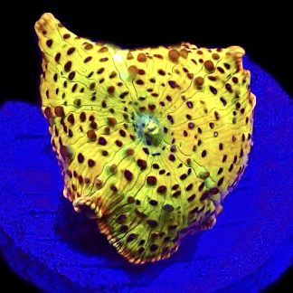 WYSIWYG A18 Ultra Discosoma Mushroom