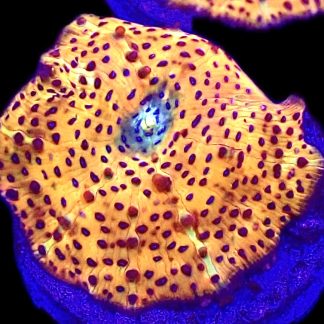 WYSIWYG A9 Ultra Discosoma Mushroom