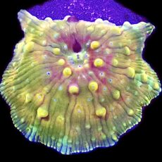 WYSIWYG A10 Ultra Discosoma Mushroom