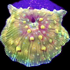 WYSIWYG A10 Ultra Discosoma Mushroom