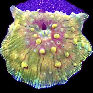 WYSIWYG A10 Ultra Discosoma Mushroom