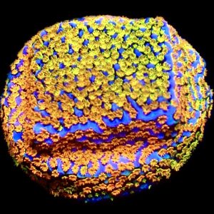 WYSIWYG 13D Rainbow Montipora