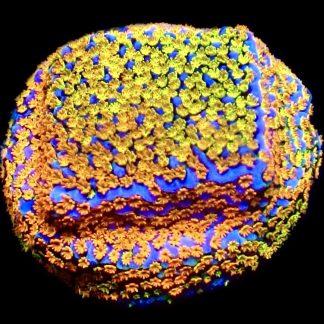 WYSIWYG 13D Rainbow Montipora