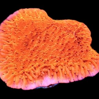WYSIWYG 18A Orange Plating Montipora Frag