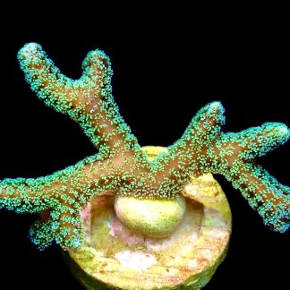 WYSIWYG 13J Super Bright Fibre Optic Seriatopora