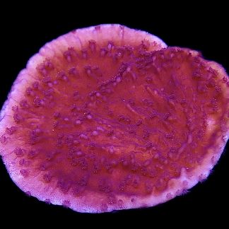 WYSIWYG 18C Purple Plating Montipora Frag