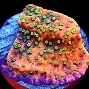 WYSIWYG M10 Tropic Thunder Montipora Frag