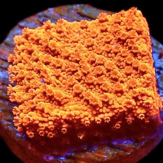 WYSIWYG M34 Sherbet Fizz Montipora Frag