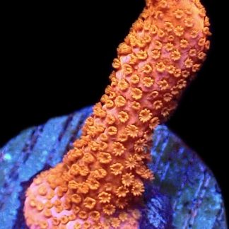 WYSIWYG 22D Burning Ember Montipora Frag