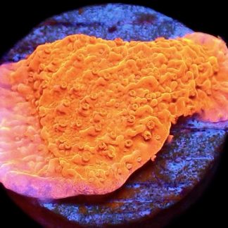 WYSIWYG M28 Orange Plating Montipora Frag
