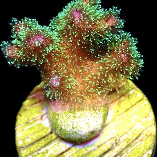 WYSIWYG M14 Sparkling Tinsel Pocillopora Frag