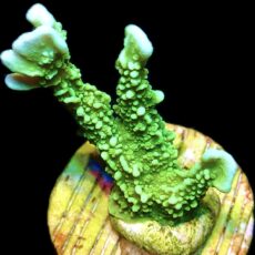 WYSIWYG 21A Elkhorn Montipora Frag