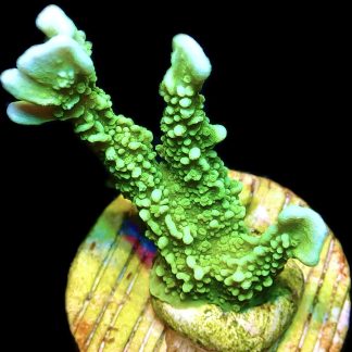 WYSIWYG 21A Elkhorn Montipora Frag