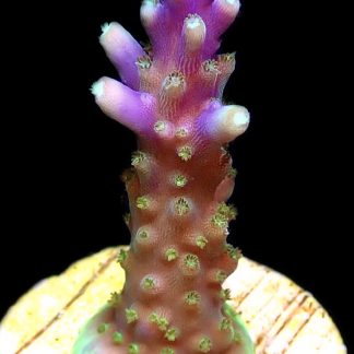 WYSIWYG M23 Purple Monster Acropora Frag