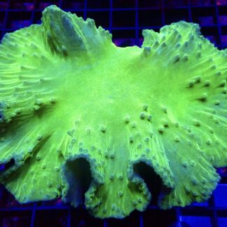 WYSIWYG A1 Neon Green Cabbage Soft Coral Colony