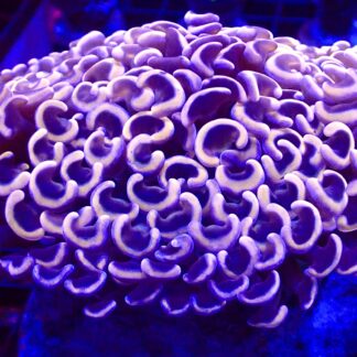 WYSIWYG Ultra Orange / Blue Walling Hammer Colony Extra Large