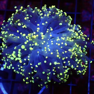 WYSIWYG Lemon Frogspawn 2