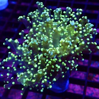 WYSIWYG Lemon Frogspawn 3