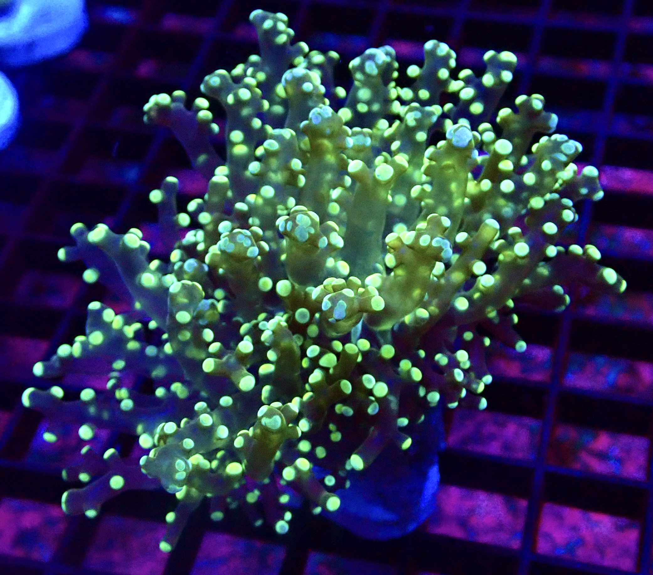 WYSIWYG Lemon Frogspawn 3