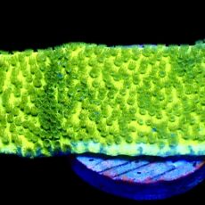 WYSIWYG 22i Pokerstar Montipora Frag