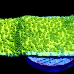 WYSIWYG 22i Pokerstar Montipora Frag