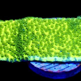 WYSIWYG 22i Pokerstar Montipora Frag