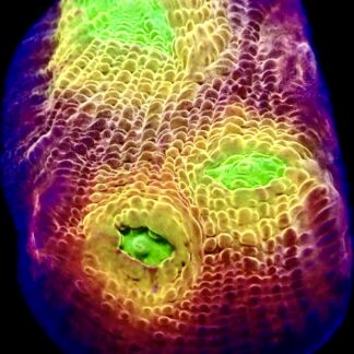 WYSIWYG A1 Tropicana Chalice Frag