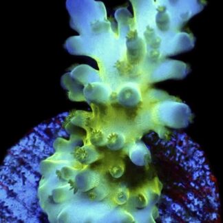 WYSIWYG 15J Violet Venom Acropora Frag