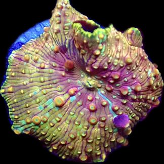 WYSIWYG 30A Rainbow Discosoma Mushroom