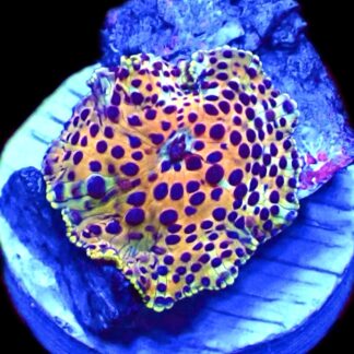 WYSIWYG 30C Ultra Discosoma Mushroom