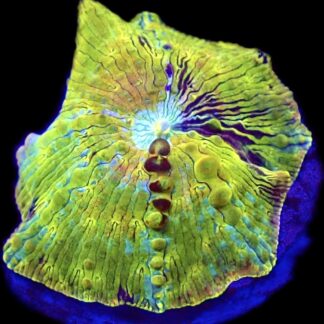 WYSIWYG A5 Rainbow Discosoma Mushroom