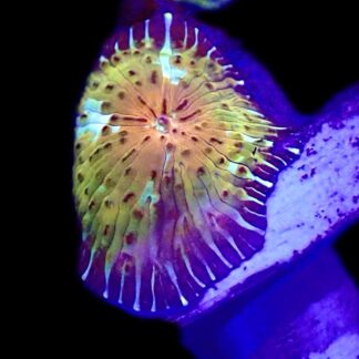 WYSIWYG A9 Ultra Discosoma Mushroom