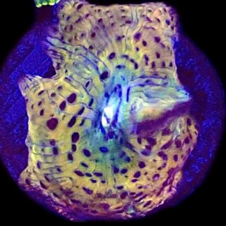 WYSIWYG A16 Ultra Discosoma Mushroom