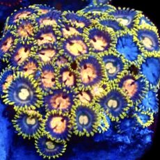 WYSIWYG  Zoanthid Frag C65