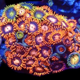 WYSIWYG  Zoanthid Frag C68