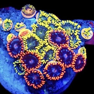 WYSIWYG  Zoanthid Frag C74