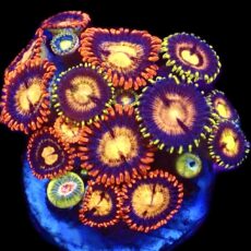 WYSIWYG  Zoanthid Frag C79