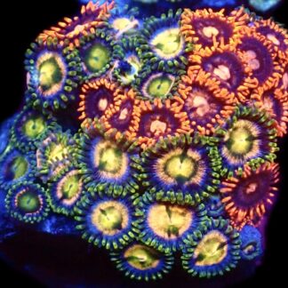 WYSIWYG  Zoanthid Frag C83