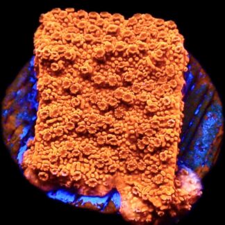 WYSIWYG 18C Sherbet Fizz Montipora Frag