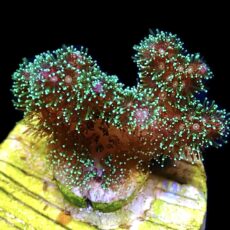 WYSIWYG 16C Sparkling Tinsel Pocillopora Frag