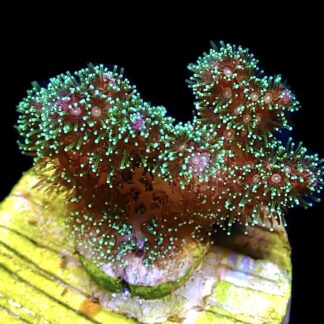 WYSIWYG 16C Sparkling Tinsel Pocillopora Frag